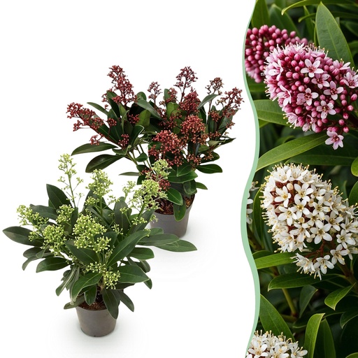 "Terrassenpflanze - Skimmia japonica Duo - Blüte Weiß & Rot - 10+ Blüten - 2 Pflanzen - Winterhart - Topf 10,5 cm, Höhe 25 cm image"