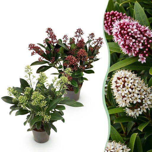 "Terrassenpflanze - Skimmia japonica Duo - Blüte Weiß & Rot - 10+ Blüten - 2 Pflanzen - Winterhart - Topf 10,5 cm, Höhe 25 cm image"