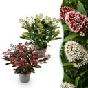 Terrassenpflanze - Skimmia japonica Duo - Blüte Weiß & Rot - 15+ Blumen - 2 Pflanzen - Winterhart - Topf 15 cm, Höhe 30 cm