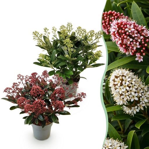 "Terrassenpflanze - Skimmia japonica Duo - Blüte Weiß & Rot - 15+ Blumen - 2 Pflanzen - Winterhart - Topf 15 cm, Höhe 30 cm image"