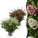 Terrassenpflanze - Skimmia japonica Duo - Blüte Weiß & Rot - 40+ Blüten - 2 Pflanzen - Winterhart - Topf 19 cm, Höhe 60 cm