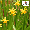 Narcis Tête à Tête 25 Stück