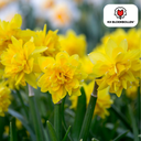 Narcis Tête de Luxe 25 Stück