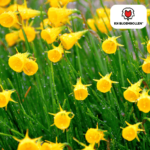 "Goldglöckchen-Narzisse 'Golden Bells' (Narcis golden) – Blumenzwiebeln, 25 Zwiebeln image"