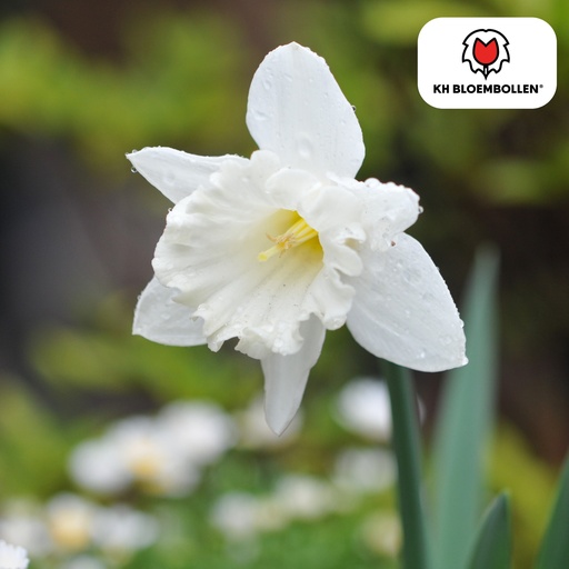 "Narzisse 'Snow Baby' (Narcissus) – Blumenzwiebeln, 20 Zwiebeln image"
