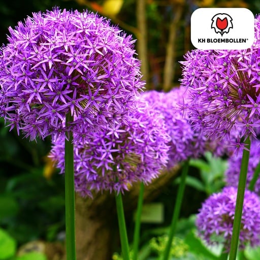 "Zierlauch 'Globemaster' (Allium giganteum) – Zierlauch-Zwiebeln, 5 Zwiebeln image"