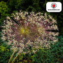 Allium schubertii 5 Stück