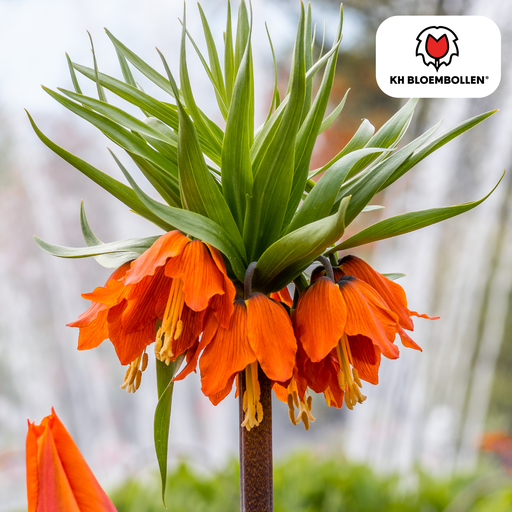 "Fritillaria Kaiserkrone Rubra rot/orange 5 Stück image"