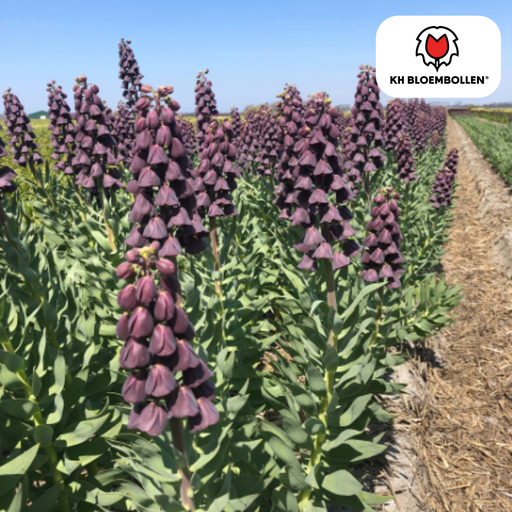 "Fritillaria / Kaiserkrone Purple Favorite 5 Stück image"