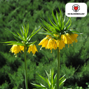 Fritillaria / Kaiserkrone Lutea 5 Stück