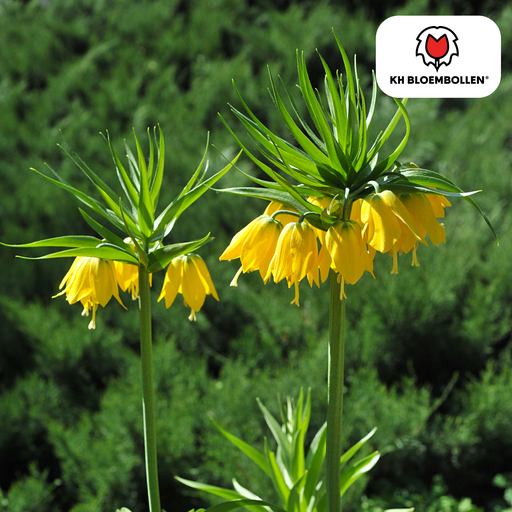 "Fritillaria / Kaiserkrone Lutea 5 Stück image"