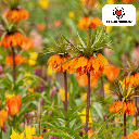 Fritillaria / Kaiserkrone Garland Star 5 Stück
