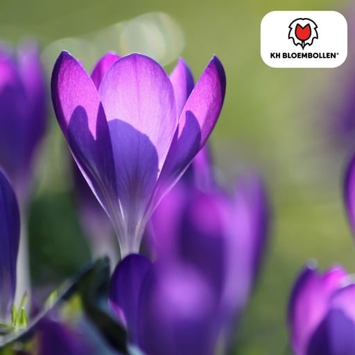 "Krokus 'Krokusblumenzwiebeln lila' (Crocus) – Blumenzwiebeln, 30 Zwiebeln image"