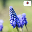 Muscari Bleu Moon 20 Stück