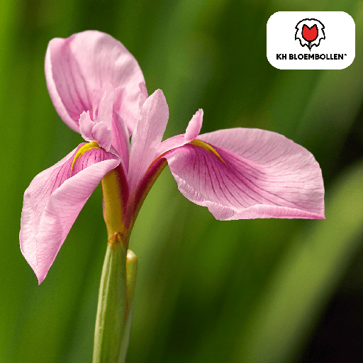 "Pink Panther Iris 25 Stück image"