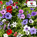 Anemonen einfach 30 Stück