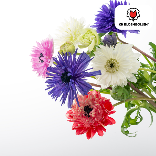 "Anemonen gefüllt 30 Stück image"