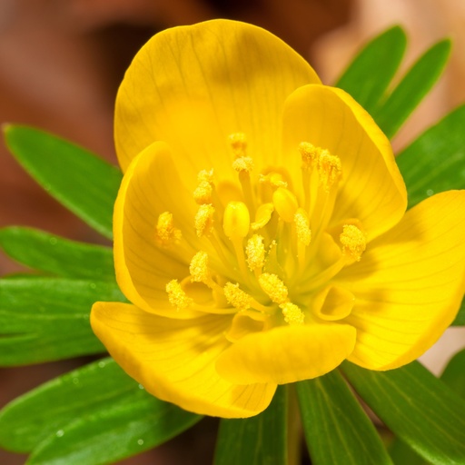 "Eisenhut (Aconitum) – Blumenzwiebeln, 30 Zwiebeln image"