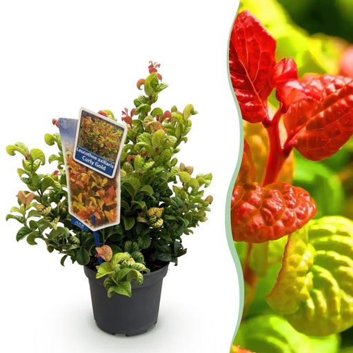 "Gartenpflanze - Leucothoe Curly Gold - Gelb - 1 Pflanze - Immergrün - Wenig Pflege - Topf 17 cm, Höhe 40 cm image"