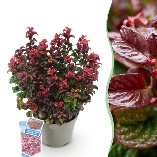 "Gartenpflanze - Leucothoe Curly Red - Rot - 1 Pflanze - Immergrün - Wenig Pflege - Topf 17cm Höhe 40cm image"