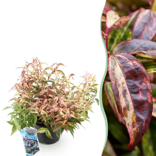 "Gartenpflanze - Leucothoe Makijaz - Braun - 1 Pflanze - Immergrün - Wenig Pflege - Topf 17cm Höhe 45cm image"