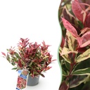 Gartenpflanze - Leucothoe Colour Diamond - Bunt - 1 Pflanze - Immergrün - Wenig Pflege - Topf 17cm Höhe 45cm