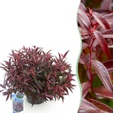 Gartenpflanze - Leucothoe Burning Love - Rot - 1 Pflanze - Immergrün - Wenig Pflege - Topf 17 cm Höhe 45 cm