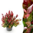 Gartenpflanze - Leucothoe Little Flame - Rot - 1 Pflanze - Immergrün - Wenig Pflege - Topf 17 cm Höhe 40 cm