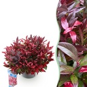 Gartenpflanze - Leucothoe Zeblid - Rot - 1 Pflanze - Immergrün - Wenig Pflege - Topf 17cm Höhe 45cm