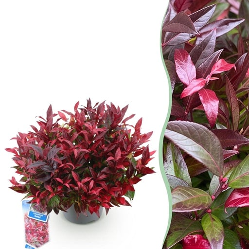 "Gartenpflanze - Leucothoe Zeblid - Rot - 1 Pflanze - Immergrün - Wenig Pflege - Topf 17cm Höhe 45cm image"