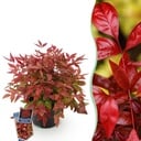 Gartenpflanze - Nandina Blush Pink - Dunkelrosa - 1 Pflanze - Immergrün - Wenig Pflege - Topf 17cm Höhe 40cm