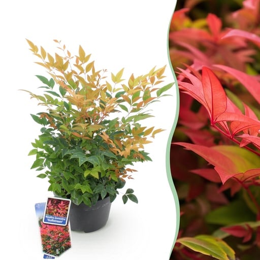 "Gartenpflanze - Nandina Gulfstream - Orange - 1 Pflanze - Immergrün - Pflegeleicht - Topf 17cm Höhe 45cm image"