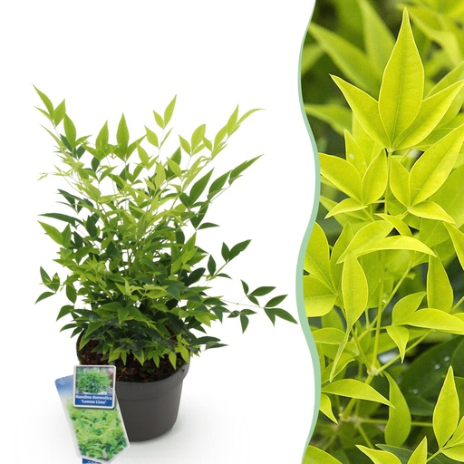 "Gartenpflanze - Nandina Lemon & Lime - Gelb - 1 Pflanze - Immergrün - Wenig Pflege - Topf 17cm Höhe 45cm image"