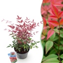 Gartenpflanze - Nandina Obsessed - Rot - 1 Pflanze - Immergrün - Wenig Pflege - Topf 17cm Höhe 45cm