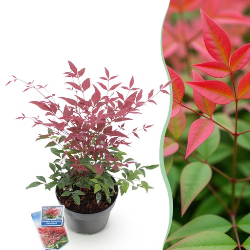 "Gartenpflanze - Nandina Obsessed - Rot - 1 Pflanze - Immergrün - Wenig Pflege - Topf 17cm Höhe 45cm image"