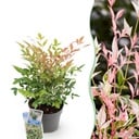 Nandina Twilight - Bunt & Rosa - 1 Pflanze - Immergrün - Wenig Pflege - Topf 17cm Höhe 45cm