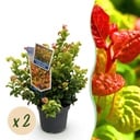 Gartenpflanze - Leucothoe Curly Gold - Gelb - 2 Pflanzen - Immergrün - Wenig Pflege - Topf 17cm Höhe 40cm