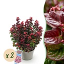 Gartenpflanze - Leucothoe Curly Red - Rot - 2 Pflanzen - Immergrün - Wenig Pflege - Topf 17cm Höhe 40cm