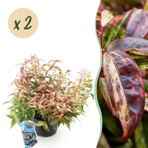 "Gartenpflanze - Leucothoe Makijaz - Braun - 2 Pflanzen - Immergrün - Wenig Pflege - Topf 17cm Höhe 45cm image"