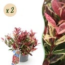 Gartenpflanze - Leucothoe Colour Diamond - Bunt - 2 Pflanzen - Immergrün - Wenig Pflege - Topf 17cm Höhe 45cm