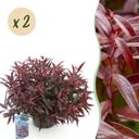 Gartenpflanze - Leucothoe Burning Love - Rot - 2 Pflanzen - Immergrün - Wenig Pflege - Topf 17cm Höhe 45cm