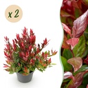 Gartenpflanze - Leucothoe Little Flame - Rot - 2 Pflanzen - Immergrün - Pflegeleicht - Topf 17 cm Höhe 45 cm