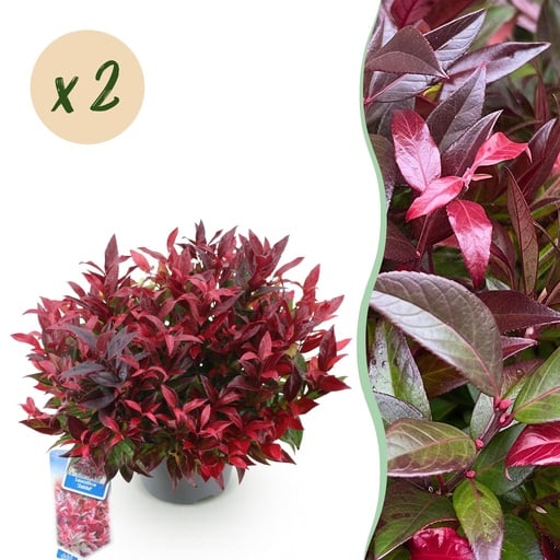 "Gartenpflanze - Leucothoe Zeblid - Rot - 2 Pflanzen - Immergrün - Wenig Pflege - Topf 17 cm Höhe 45 cm image"