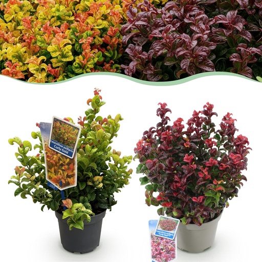 "Gartenpflanze - Leucothoe Curly Duo - Gelb & Rot - 2 Pflanzen - Immergrün - Pflegeleicht - Topf 17 cm Höhe 40 cm image"