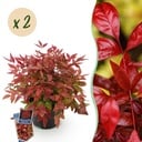 Gartenpflanze - Nandina Blush Pink - Dunkelrosa - 2 Pflanzen - Immergrün - Pflegeleicht - Topf 17cm Höhe 40cm