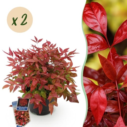 "Gartenpflanze - Nandina Blush Pink - Dunkelrosa - 2 Pflanzen - Immergrün - Pflegeleicht - Topf 17cm Höhe 40cm image"