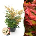 Gartenpflanze - Nandina Gulfstream - Orange - 2 Pflanzen - Immergrün - Pflegeleicht - Topf 17cm Höhe 45cm