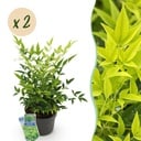 Gartenpflanze - Nandina Lemon & Lime - Gelb - 2 Pflanzen - Immergrün - Wenig Pflege - Topf 17cm Höhe 45cm
