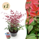 Gartenpflanze - Nandina Obsessed - Rot - 2 Pflanzen - Immergrün - Wenig Pflege - Topf 17cm Höhe 45cm