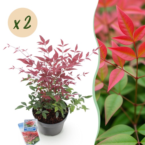 "Gartenpflanze - Nandina Obsessed - Rot - 2 Pflanzen - Immergrün - Wenig Pflege - Topf 17cm Höhe 45cm image"